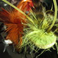 plumevertorange